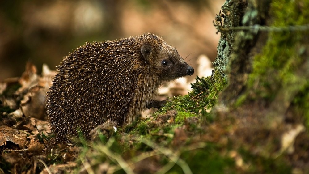 Un hérisson au pied d'un arbre, de profil