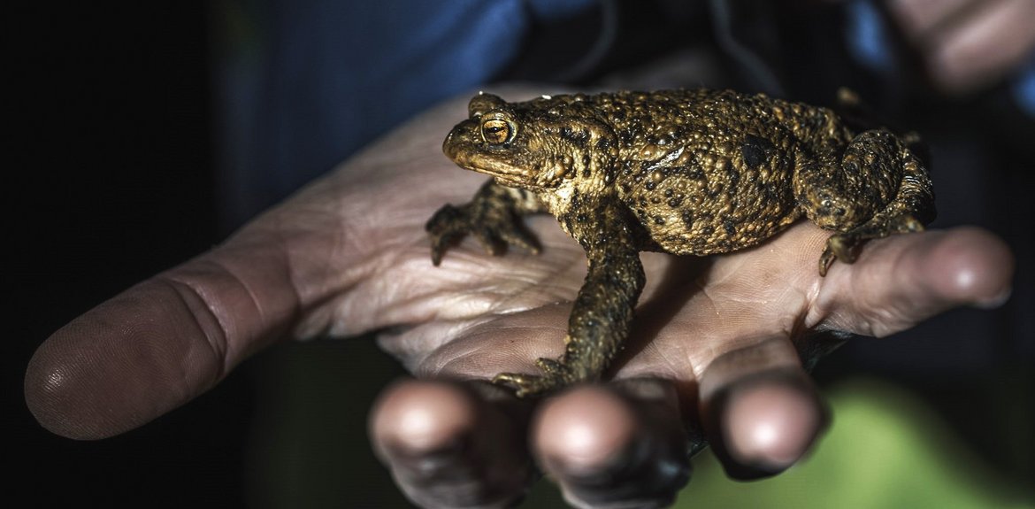 photo d'un crapaud commun dans la main d'un volontaire