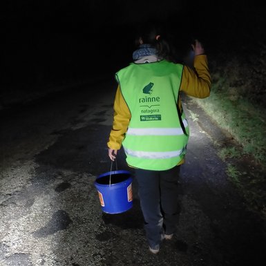 En pleine nuit, une volontaire porte un seau pour transporter les batraciens de l'autre côté de la route. Elle porte un gilet fluo vert floqué à l'effigie de Rainne, le pôle amphibiens de Natagora.